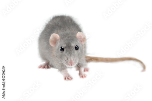 home hand rat isolated on white background, rat with food in paws, mockup, copyspace © daniiD