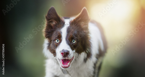 Young border collie dog head detail. Dogs portrait and blured light background. © Milan