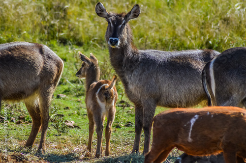 Fotografi Family of waterbuck or water buck antelopes in a South African nature reserve
