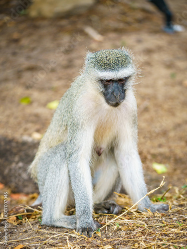 vervet monkey in kruger national park, mpumalanga, south africa 101