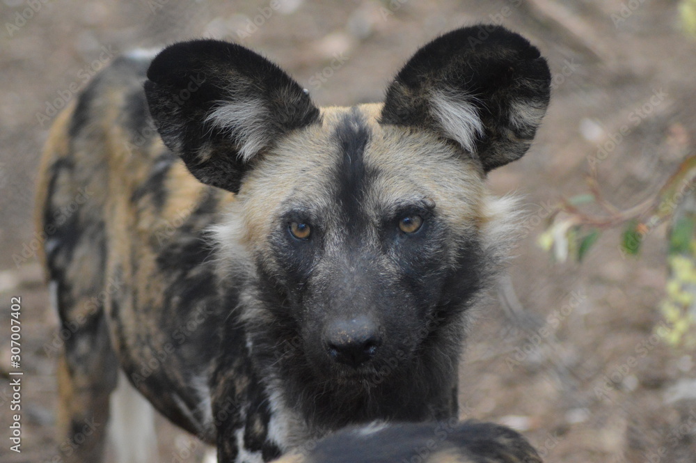 Portrait of an African wild dog in Kruger national park Portrait of an African wild dog in Kruger national park