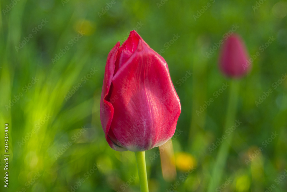 blooming spring purple juicy tulip on a green background close up blooming spring purple juicy tulip on a green background close up