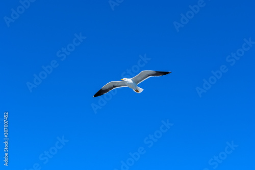 flying Seagull against the blue sky