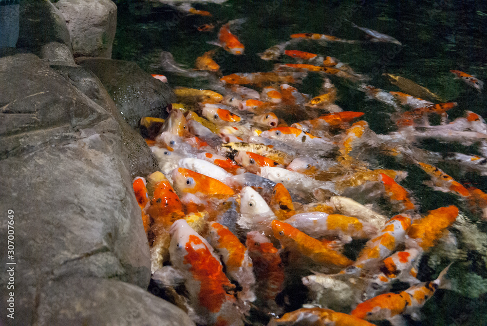 Fototapeta premium pond teeming with fish carp, feeding colorful fish