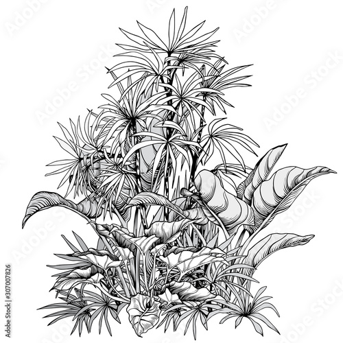 Tropical card with sketchy plants. House plants concept. Black and white vector illustration.