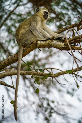 vervet monkey in kruger national park, mpumalanga, south africa 117