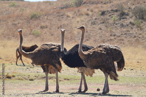 Ostrich Struthio camelus in South Africa during a safari