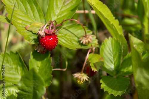 field strawberries, wild strawberries ripe beautiful red juicy on the bush