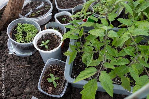 seedlings for planting in a greenhouse, tomato sprouts, gardening