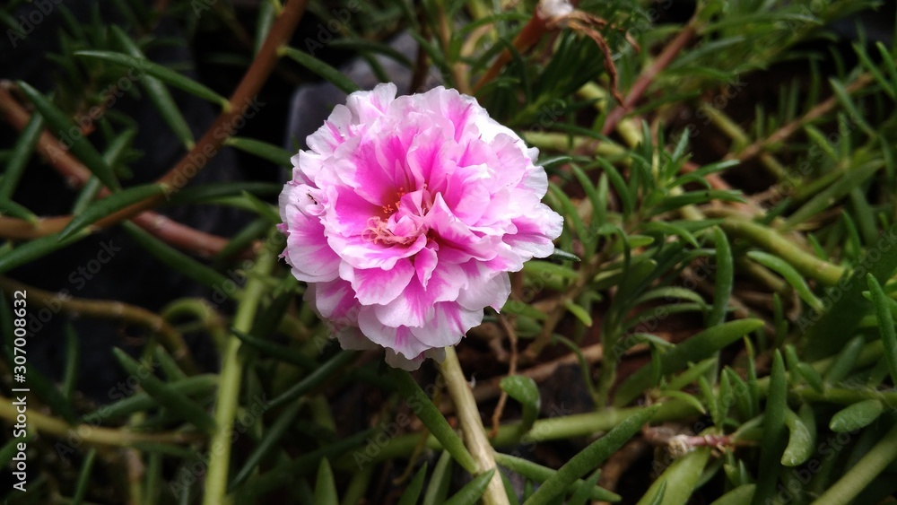 pink flowers with defocus background pink flowers with defocus background