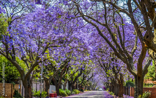 Stampa su tela Purple blue Jacaranda mimosifolia bloom in Johannesburg and Pretoria street duri