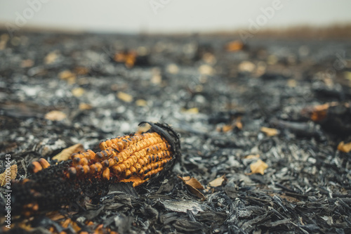 Corn clip on an irresponsibly burnt field turned to ashes. Burnt corn field after harvest