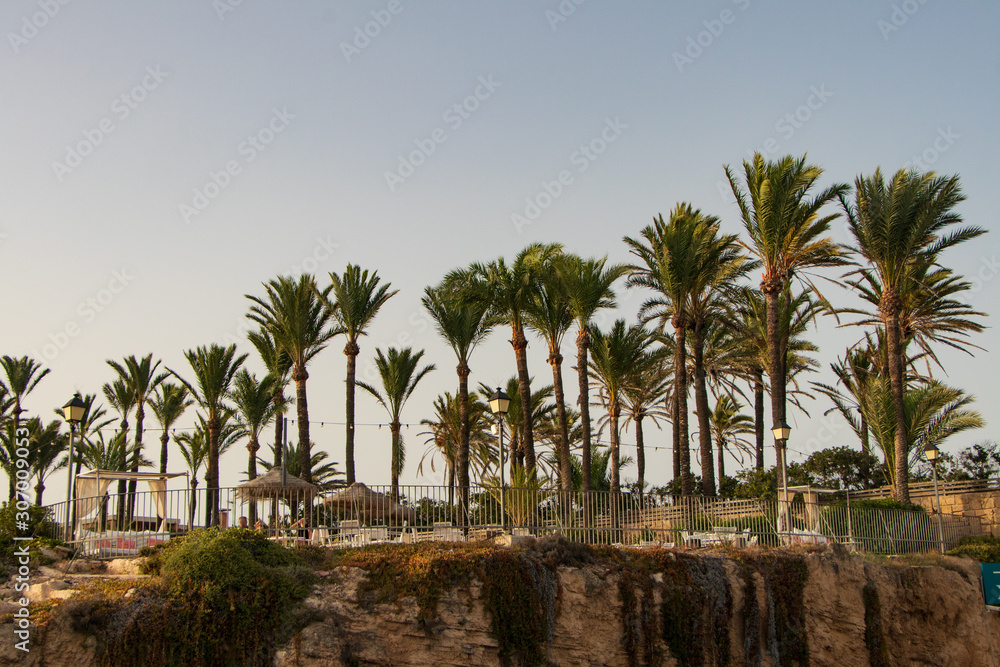 Obraz premium palm trees on beach javea