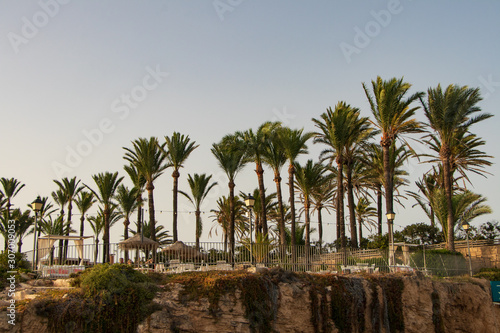 palm trees on beach javea