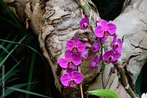 Orchid in the palm tree