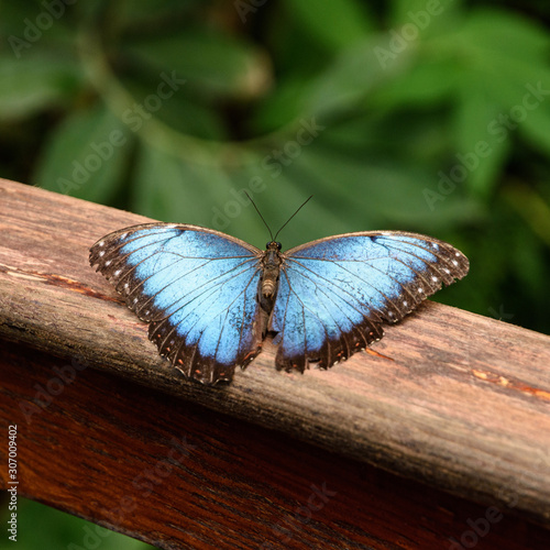 The blue butterfly on a wooden bridge.