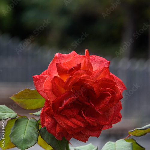 Big beautiful rose