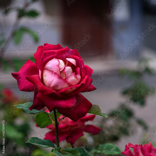 Big beautiful rose
