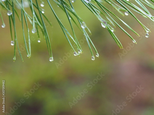 water drop on leaf 