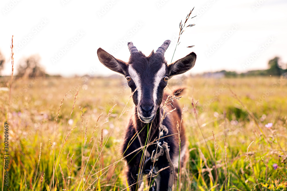 little goat grazing on the lawn in the village, country field little goat grazing on the lawn in the village, country field