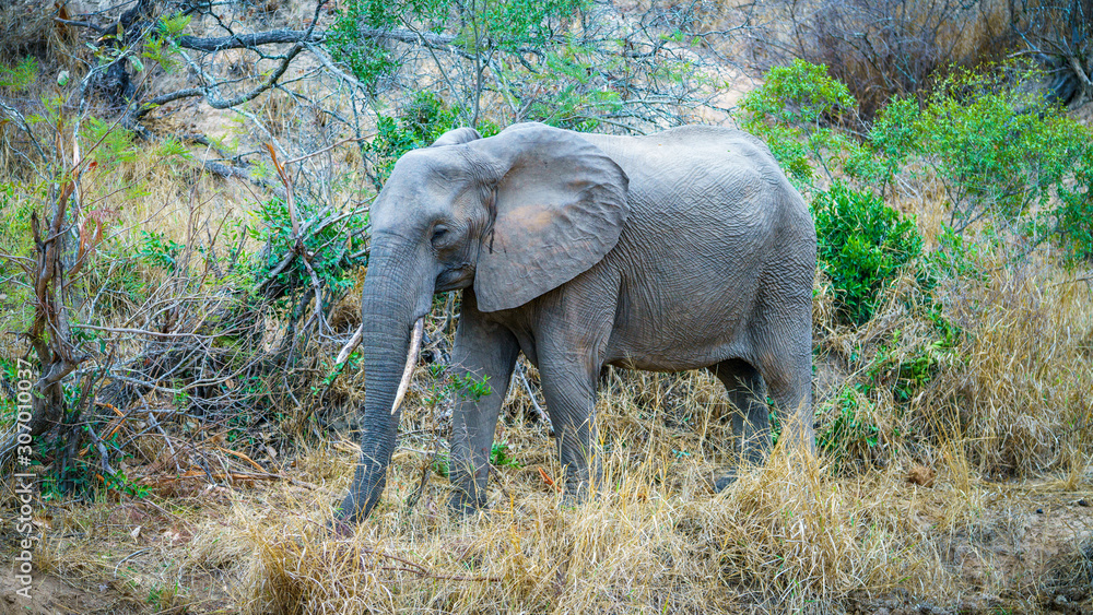 elephant in kruger national park, mpumalanga, south africa 4