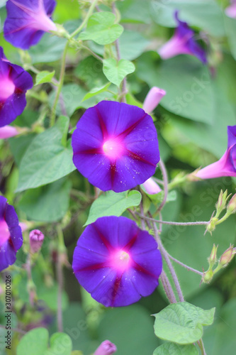 Morning glory purple on long curly green shoots
