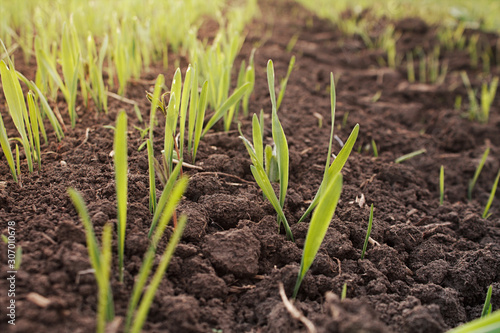 just risen sprouts in the field, green seedlings in the ground in the sunlight