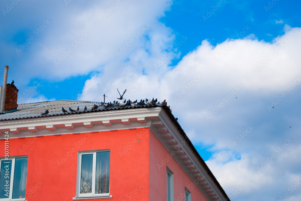 Pigeons on the roof of a house under a blue sky