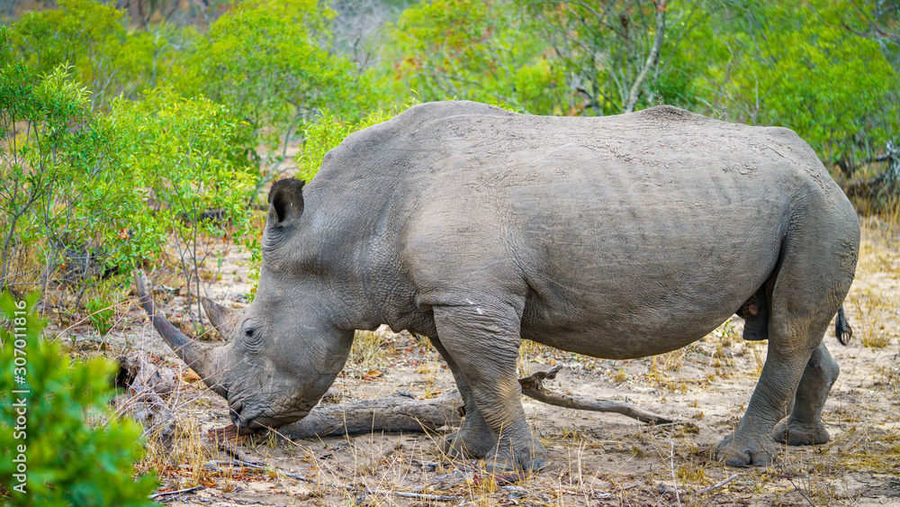 Obraz premium white rhino in kruger national park, mpumalanga, south africa 33
