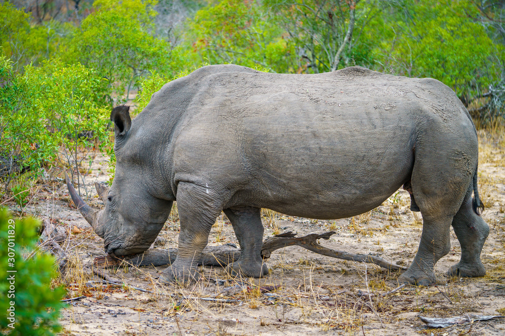 Fototapeta premium white rhino in kruger national park, mpumalanga, south africa 38