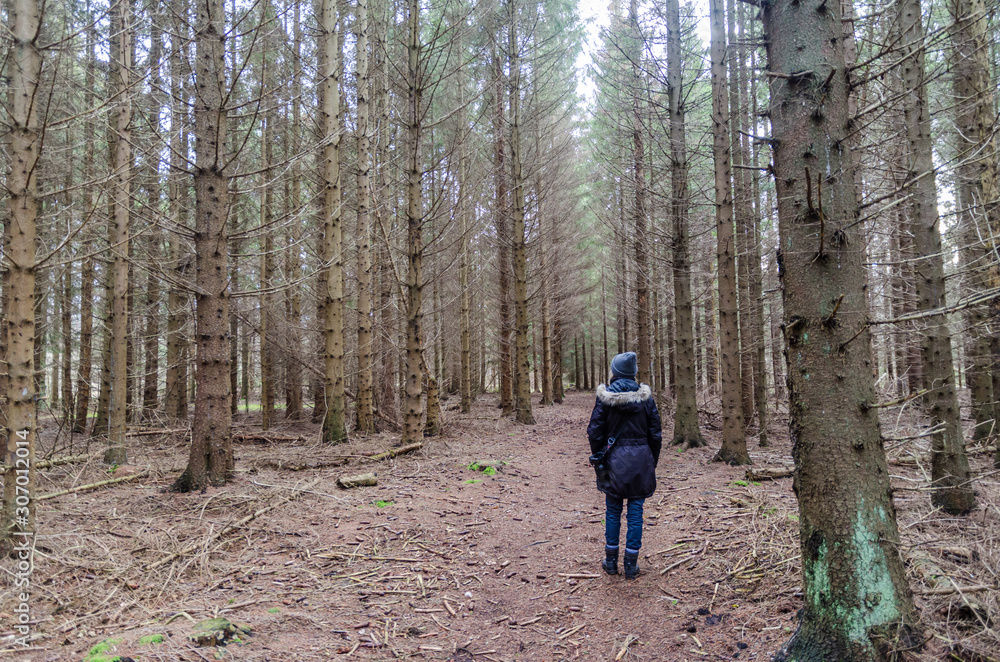 Walking on a path in a spruce tree plantation