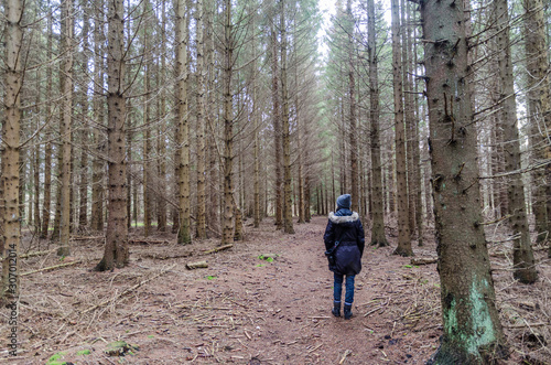 Wallpaper Mural Walking on a path in a spruce tree plantation Torontodigital.ca