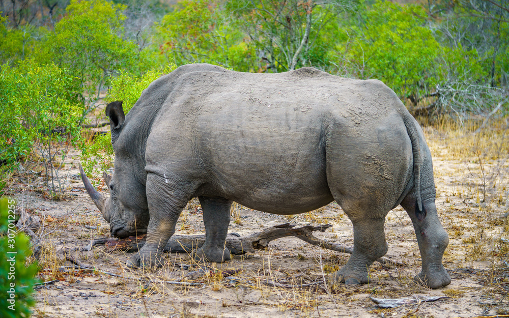 Obraz premium white rhino in kruger national park, mpumalanga, south africa 51