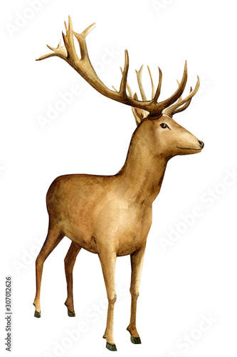 deer on an isolated white background  watercolor illustration
