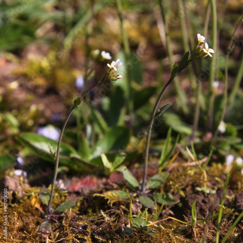 Unassuming little Arabidopsis thaliana flowers on a mossy forest soil in bloom