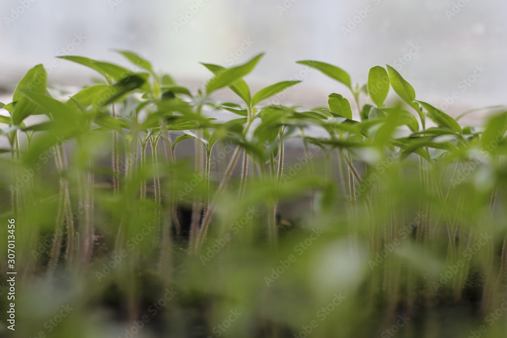 Naklejka premium Leaves of tomato seedlings in spring
