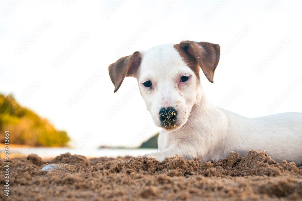 Cute Terrier Puppy at Beach