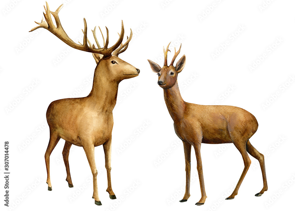 Obraz zwierzęta leśne, jeleń na na białym tle, akwarela ilustracja