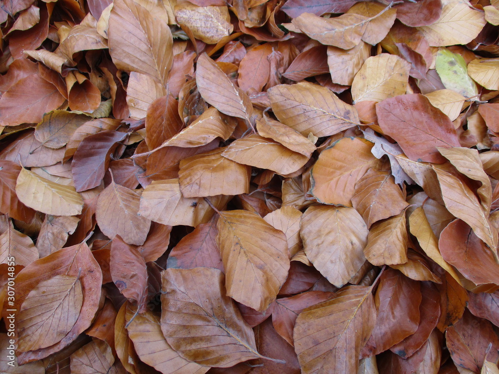Natural brown autumn dry leaves background
