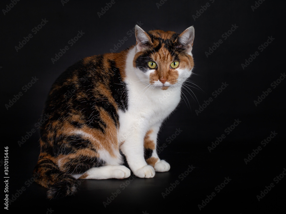 Obraz premium Sitting domestic tortoiseshell cat with white, black and red, isolated on black background