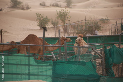 Camel Farm