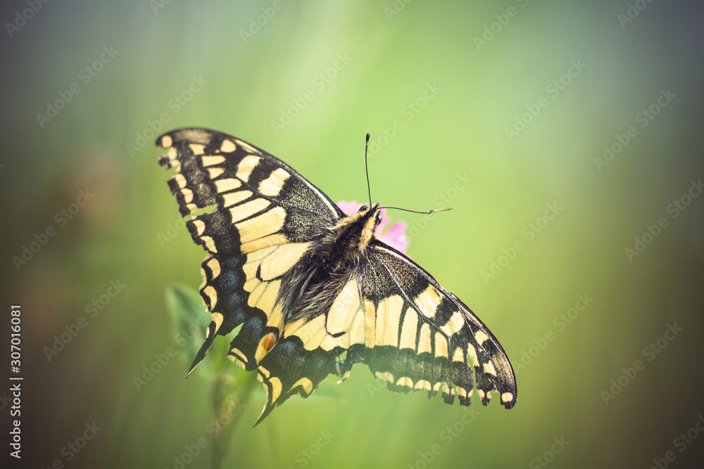 Superbe papillon machaon sur une fleur Superbe papillon machaon sur une fleur
