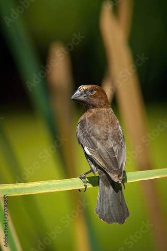 The male of Thick-billed weaver, Amblyospiza albifrons is showing off in front of female. He is sitting on the reed and opening his wings. Nice bokeh green background photo