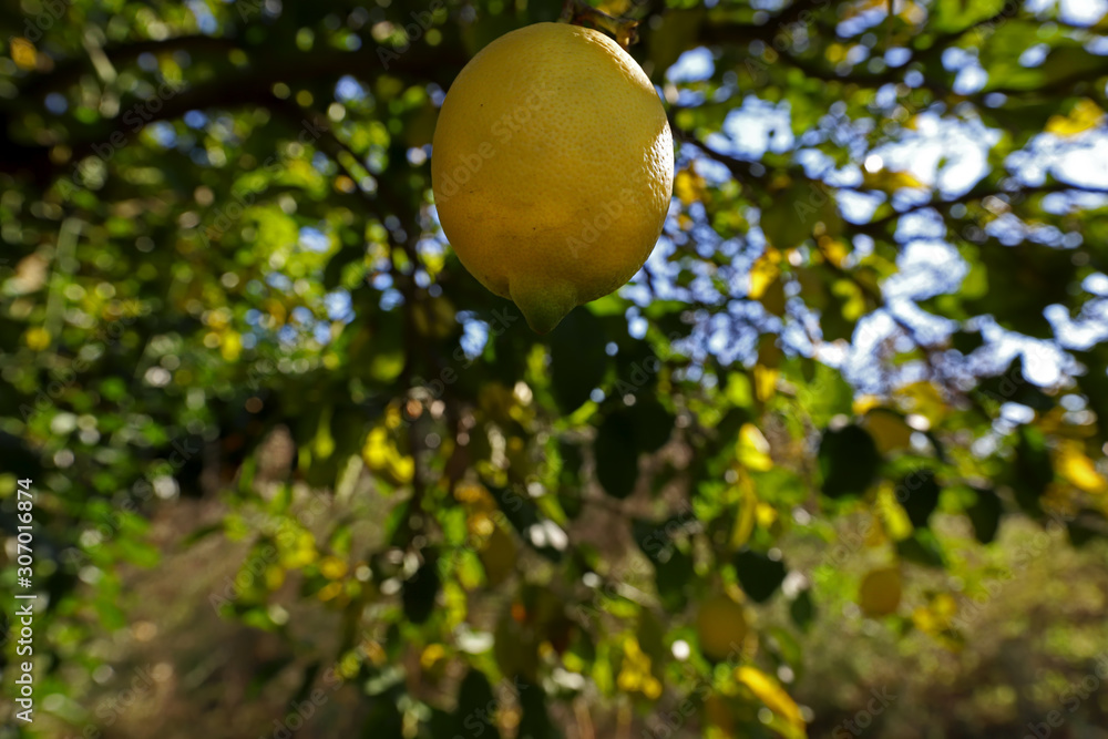 Lemon trees Lemon trees