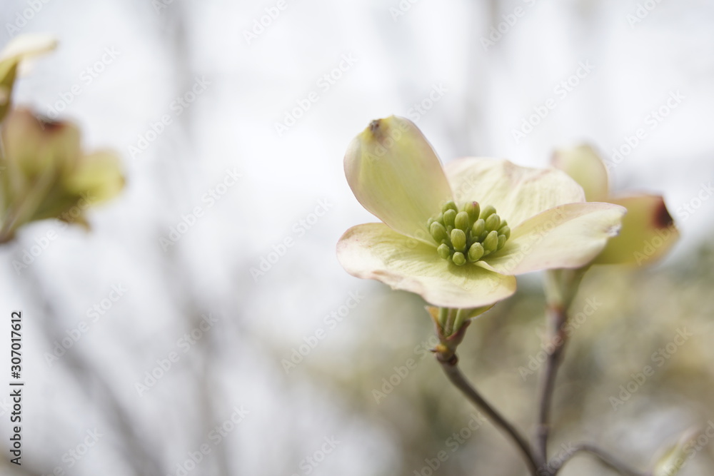 white flowers of a tree in spring white flowers of a tree in spring