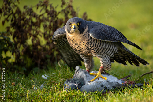 Hawk standing over prey looking forward