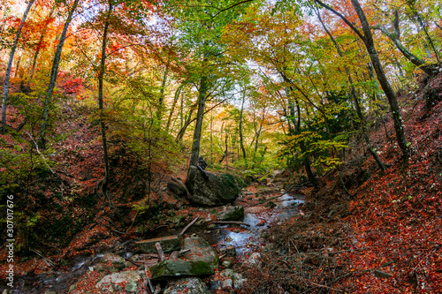 Autumn forest