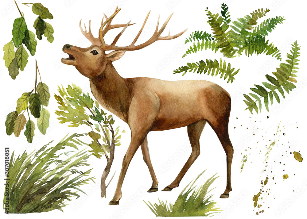 Obraz zestaw elementów leśnych zwierząt, jelenia, paproci, liści, gałęzi na na białym tle, akwarela ilustracji