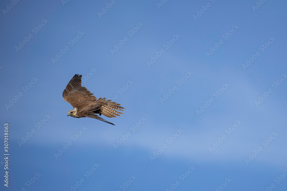 Fototapeta premium Flacon in flight
