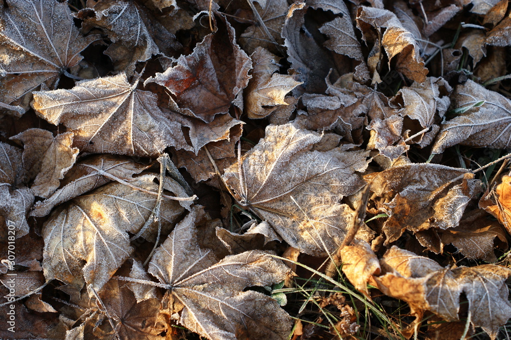 Leaves covered with hoarfrost. The beginning of winter. Leaves covered with hoarfrost. The beginning of winter.